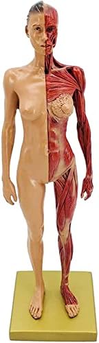 Erctoo 30 Cm / 11 inča figura ljudske anatomije - muški i ženski Model mišićne kosti - anatomski Model skeleta