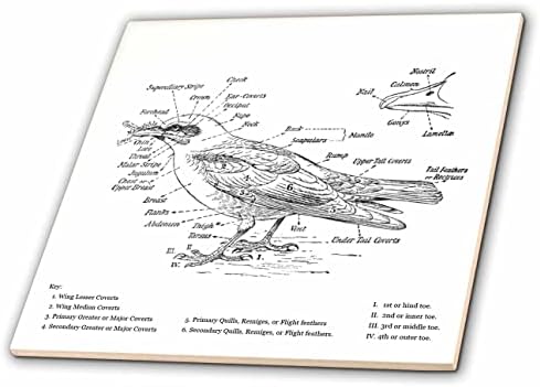 3drose Bird Anatomy crno-bijeli naučni dijagram Art Print Illustration-Tiles