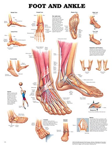 Tabela anatomije ljudskog stopala i gležnja
